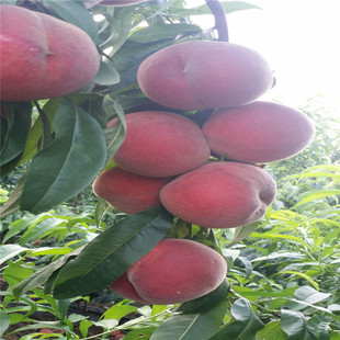 Зима снег сочный персик Персиковые саженцы поздно приготовленное персик новые товары вид одиннадцать месяц зрелый Хрустящий core гигант Зимний персик Мяо оптовая торговля